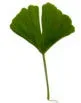 gingko-blatt.jpg