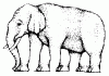 elephant1.gif