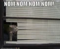funny-pictures-cat-eats-blinds.jpg