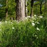 Wald Licht