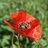 Mohn21