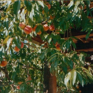 pfirsichbaum bei uns zuhause