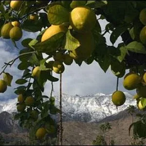 schnee und fruechte