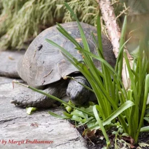 Schildkrte