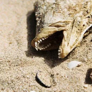 Fund am gyptischen Strand