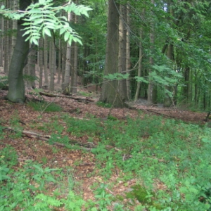 Bergsee Wald Siedlinghausen