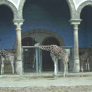 Giraffen_Zoo_Berlin_JPG2