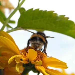 Bee Happy