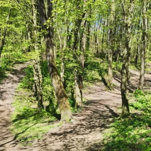 Grünzeug mit Stämme und anderes Zeug...auch Grün..