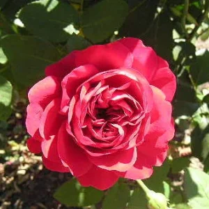 Duft der Rose