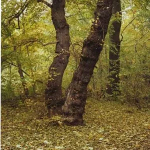 Herbstbaum