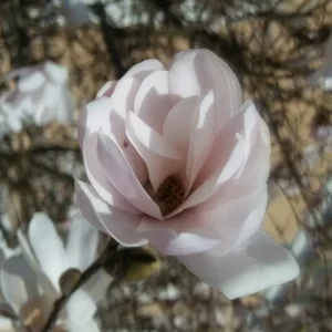 Magnolienbüte_1.jpg