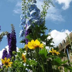 Delphinium