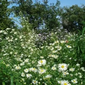 Herbstastern_wei_blau_1