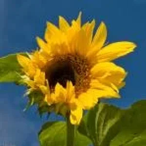 sonnenblume1