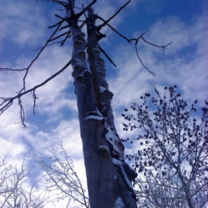 Toter Baum im Winter