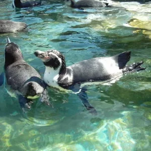 Pinguine aus Schnbrunn