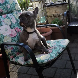 Diva im Garten