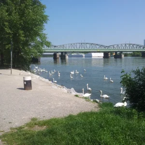 Schwanentanz auf der Donauinsel :)