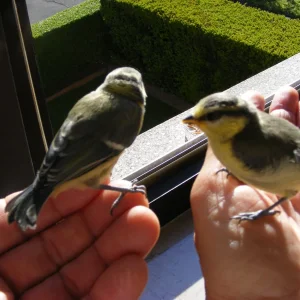 Junge Blaumeisen zum ersten Abflug