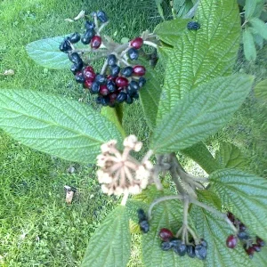 Schwarzrote Beeren