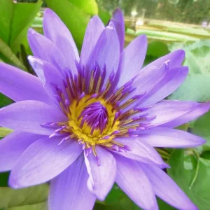 Nymphaea