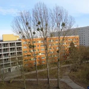 Meine Lieblingsbäume direkt vor meinem Haus und ein Blick von meinem Balkon ....