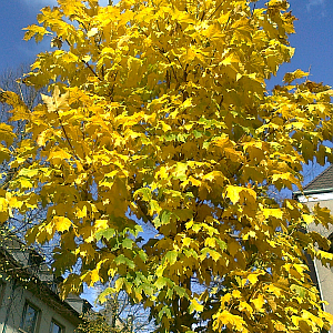 Gold Des Herbstes