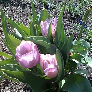 Rosa Tulips 1
