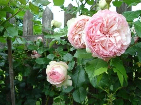 Abraham_Darby