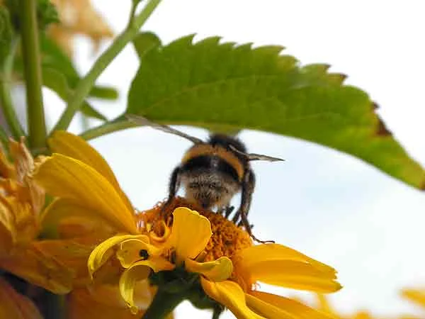 Bee Happy