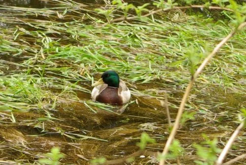 Ente in ihrer Grtze