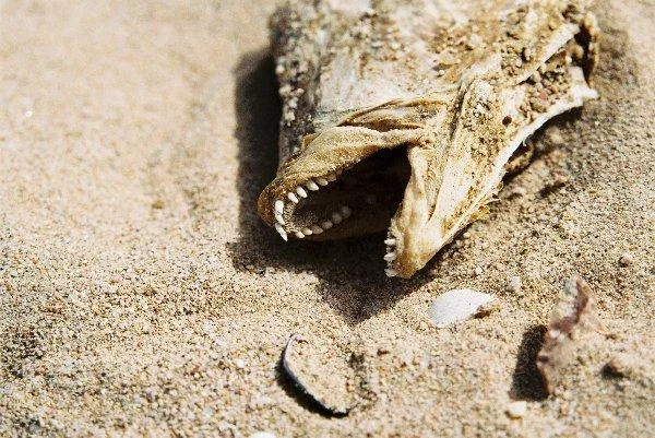 Fund am gyptischen Strand