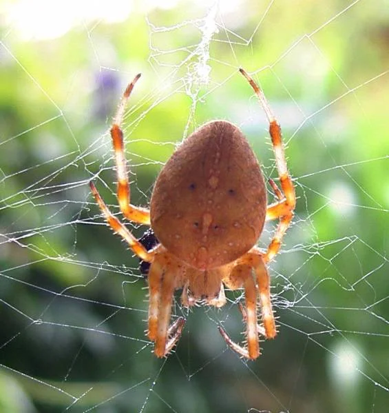 ich habe Arachnophobie :-)