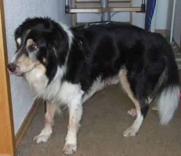 Ionels Hund Scully (14 Jahre alt) zum zweiten heute