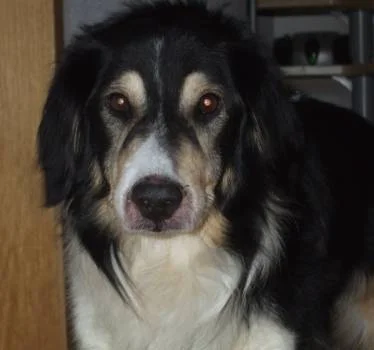 Ionels Hund Scully (14 Jahre alt)