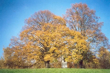 Linde im Herbst