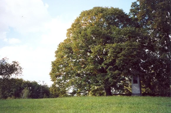 Linde im Sommer