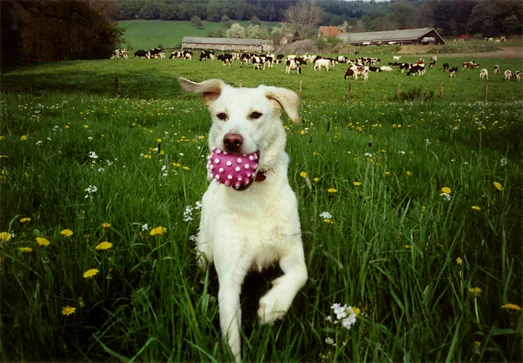 Mein Bonniehund