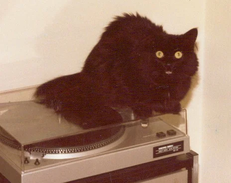 musikalische Katze