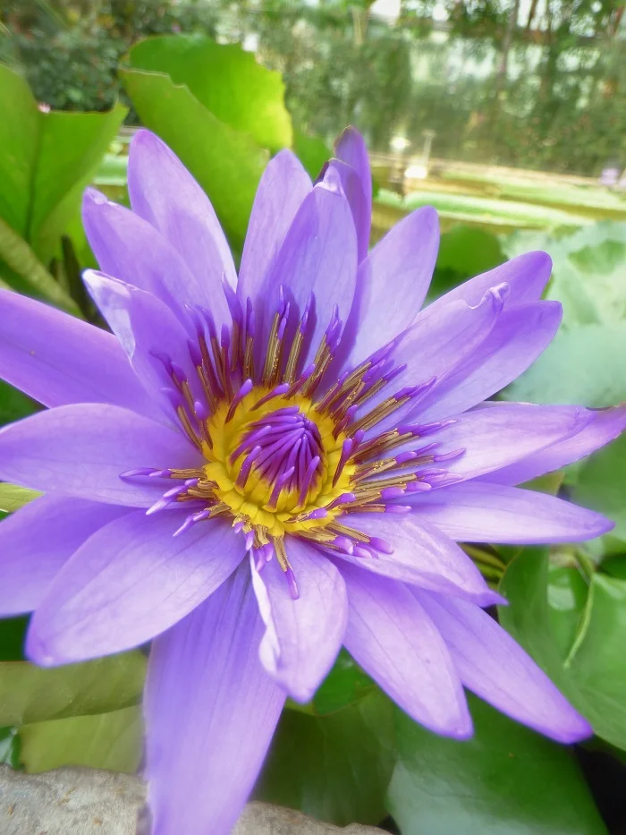 Nymphaea