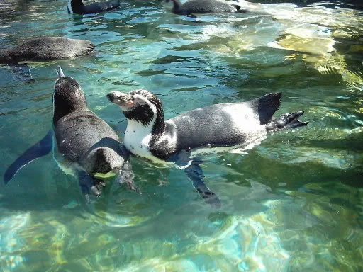 Pinguine aus Schnbrunn