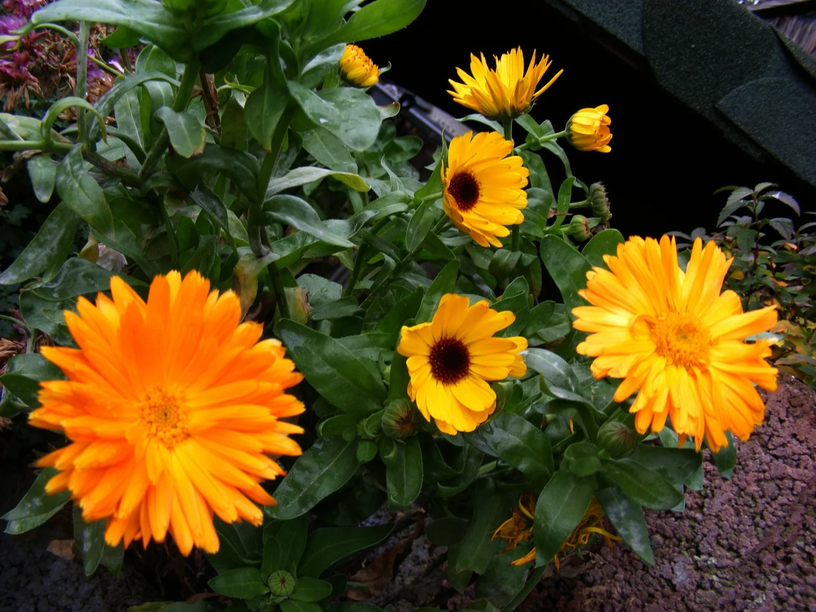 Ringelblume trotz der Kälte