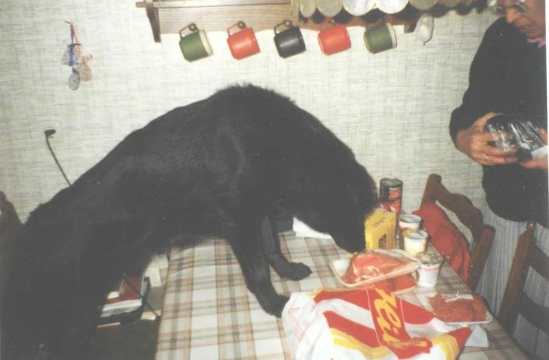 Rocky und das Fleisch, mmmh lecker - "ist das für mich?"