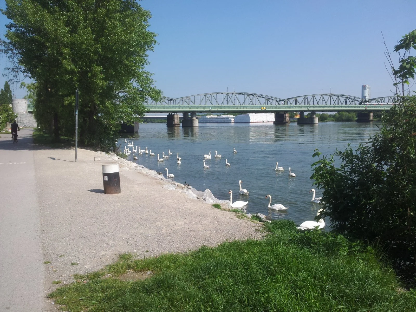 Schwanentanz auf der Donauinsel :)