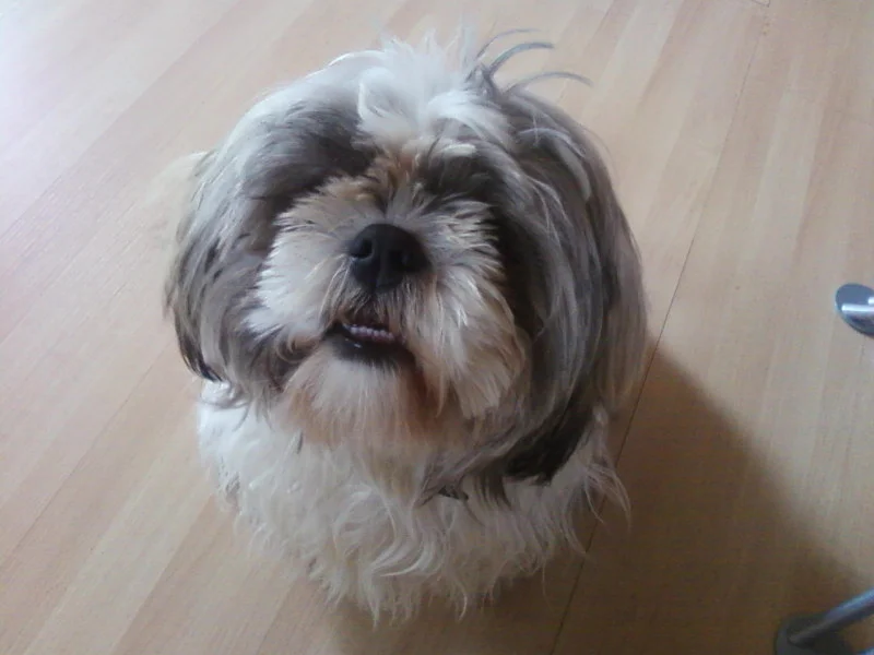 Tobi mein Shi Tzu