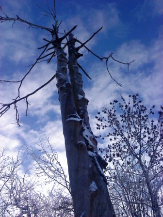 Toter Baum im Winter