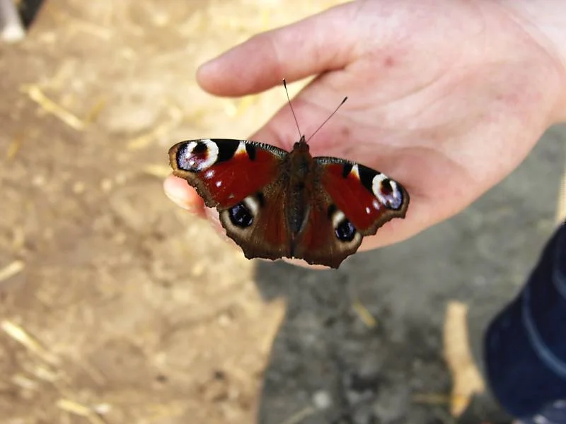 Vertrauen auf einer Kinderhand