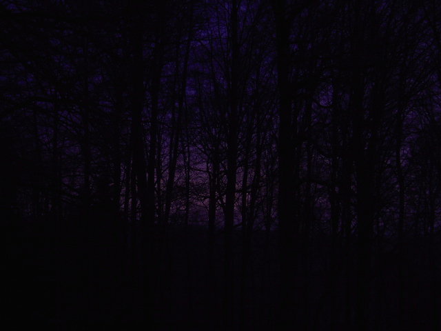Violettes Waldlicht