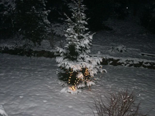 Weihnachtsbaum drauen in Hagen/Westf,